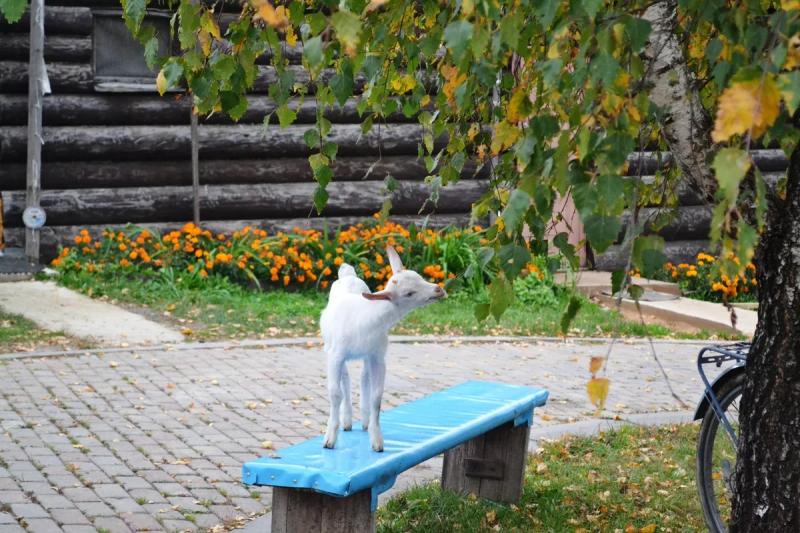 Куда поехать с детьми в Подмосковье посмотреть животных и пожить на природе: экодеревни набирают популярность