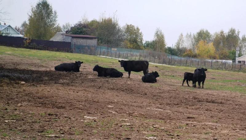 Куда поехать с детьми в Подмосковье посмотреть животных и пожить на природе: экодеревни набирают популярность